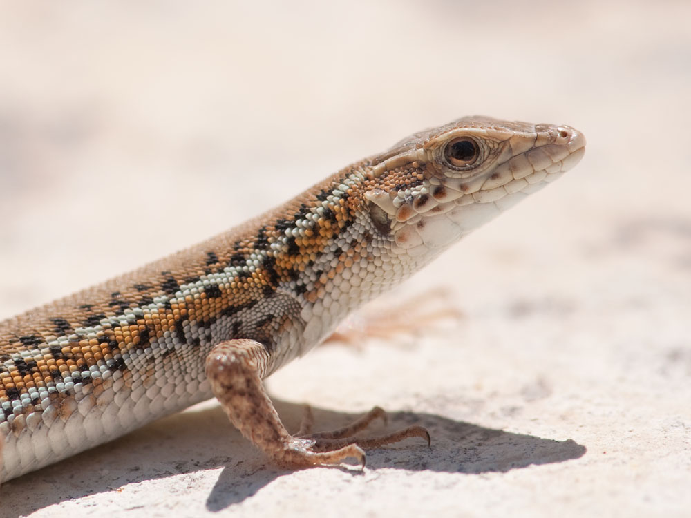 Ophisops elegans